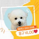 강아지유치원 caredogs 네이버블로그