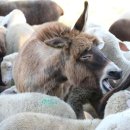 메리펫 애견유치원 이미지