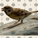 달 | 락토핏 다이어트 섭취 효과 한달 후기