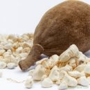 바오밥나무기타 이미지