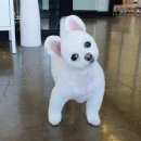 WOOF CUT | 강아지 미용은 어디서 해야 할까?그리고 일어날 수 있는 사고는 무엇인가?