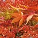 계곡수채화 이미지