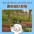 나들정원 | 서울 봄나들이 튤립 명소 | '용비쉼터정원' 실시간 개화 상태 및 위치 가는법 포토존 후기