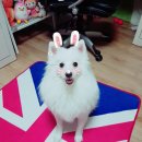 멍멍식객 이미지