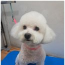 곁에 있을개 이미지