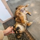 신나로힐링펜션 | 강원도 홍천펜션 프라이빗 풀빌라 반스힐리조트 숙박후기