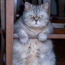 뚱보 고양이 이미지