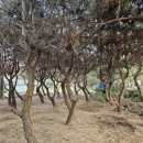 곰솔농장 이미지