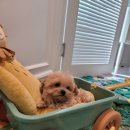 은하수펫샵 이미지