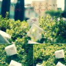 감성 비비크림? '알렉스 허벌 비비크림' | Daum 카페