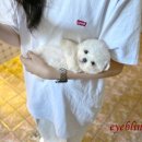 아이블링 네이버블로그