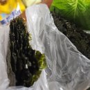 신모라 쭈꾸미 이미지