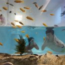 피코 키즈풀빌라 부산 이미지