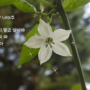 꽃피워봐 참 좋아! 이미지