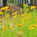 메타세쿼이아길 공중화장실 이미지