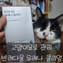 농심종합설비 | [반려다움 유레나클리어로 15살 땅콩이의 신장 관리] 맛있고 건강하게 고양이 신장관리하기
