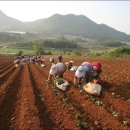 고구마PC 이미지