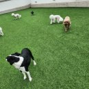 놀러오개 애견유치원 애견호텔 동대문점 이미지