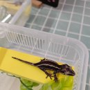 젝스베베
