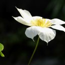 산너머남촌에는 이미지