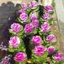 첨단내촌로 이미지