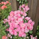 동화천자전거길 이미지