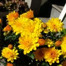 손해평가사 1차 - 재배학 및 원예작물학 이미지