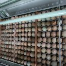 민수농장 이미지