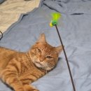 울산 강일웅고양이메디컬센터 이미지