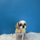 퍼스트멍멍 이미지