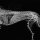 Dr.윤24시동물병원 이미지