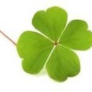네잎클로버 이미지