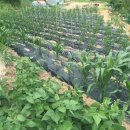 공세리농장 이미지