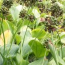 산마늘펜션 이미지