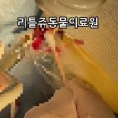 리틀쥬동물의료원 이미지