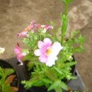 메시아농장 이미지