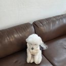 광흥창전철역 4번출구 | 귀여운 상주견이 있는 광흥창역 카페 드뉴