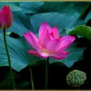 들꽃향기머무는곳 이미지