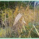 봉평초등학교 이미지