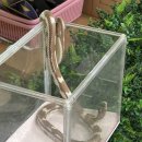 🐍동물나라-뱀 친구들과 밀웜/유치원 텃밭🌶️🍆 이미지