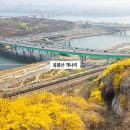 응봉산 팔각정 | 서울 봄 나들이 4월 꽃구경 명소 응봉산 개나리 축제 팔각정 실시간