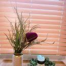 월정 땅콩집 이미지