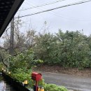 올리브하우스 | [경기도 포천] 포천 화덕피자, 돈까스 ‘올리브하우스’