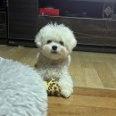 엔젤퍼피 | 대전 서구 애견미용 퍼피엔젤 후기!