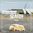 보훈회관 앞 교통섬 | [구마모토 유시마2] 구마모토 고양이섬 유시마 (유시마 고양이 / 유시마 등대 / 산책)