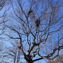 예천국사봉729m25.12.25(목)사곡리.머구재.비룡산.빽.머구봉.정칠봉.국사봉정상석.국사봉.636m.성황리고개10km3시반10분 이미지