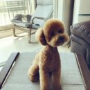 더 뷰티 독 이미지