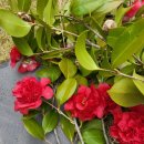 동백나무집 이미지