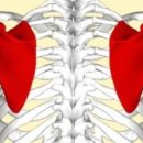 머슬베어짐 이미지