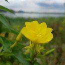 소풍길 들꽃산책 이미지